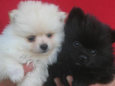Belle  Pomeranian cuccioli con Pedigree??