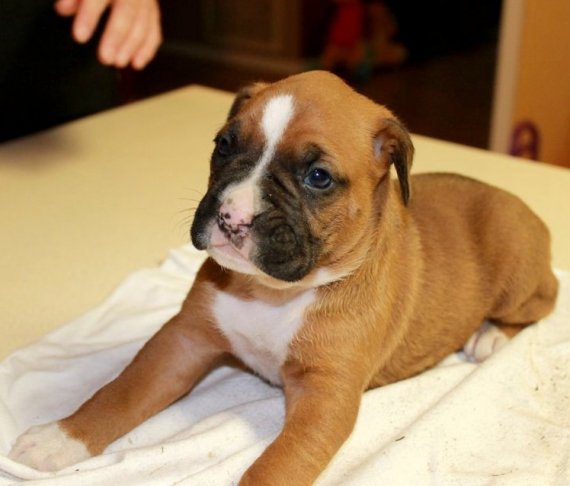 Regalo Cuccioli Boxer