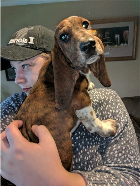 BELLO Basset Hound CUCCIOLI MASCHI E FEMMINE per adozione Bello Basset Hound , Maschio e femmina,  