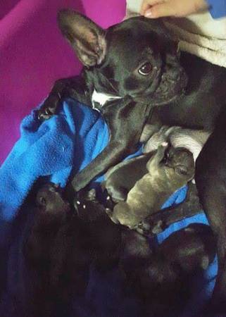Splendidi cuccioli di Bulldog Francese ad appassionati della specie. per adoption