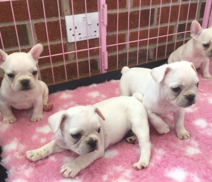 REGALO Cuccioli di Bulldog Francese