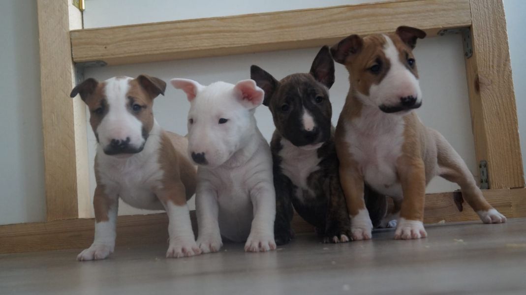 Cuccioli di miniature bull terrier per adozione ( maschio e femmina )