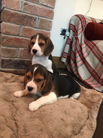 Regalo Cucciolo di Beagle in pronta consegna i cuccioli verranno Dato dopo 90 giorni dalla nascita, 