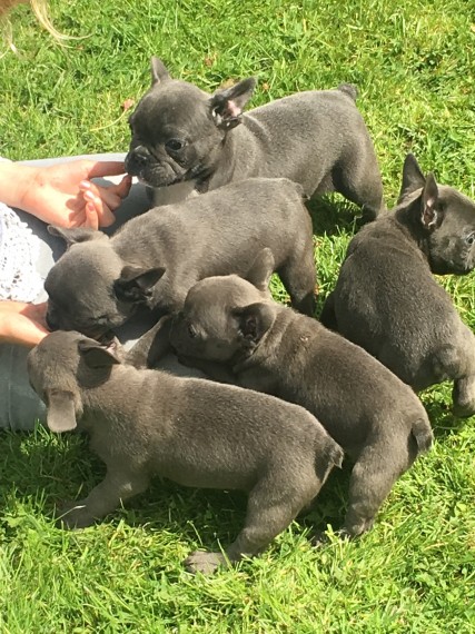 REGALO Cuccioli di Bulldog Francese