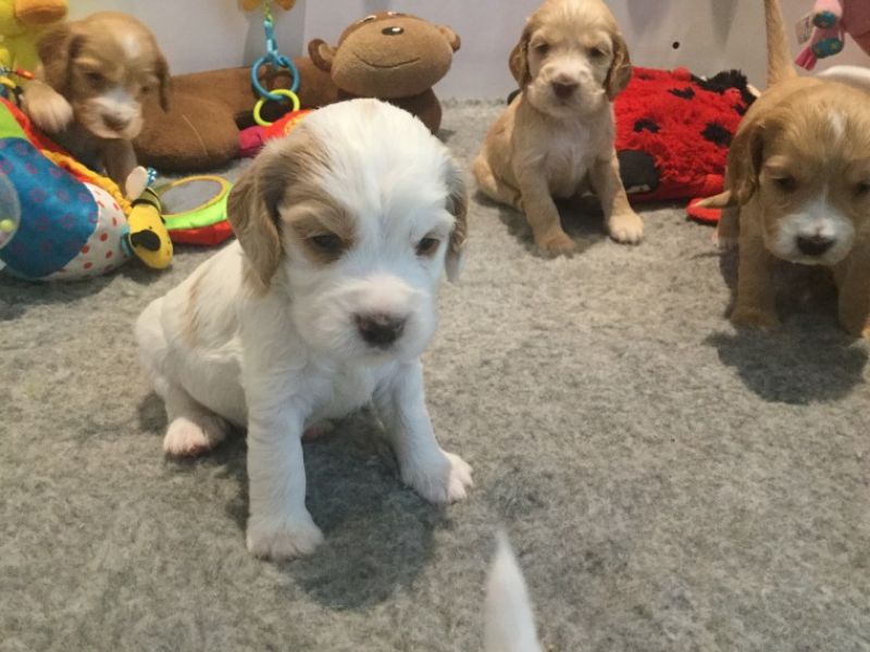 Regalo bambini cocker spaniel cuccioli