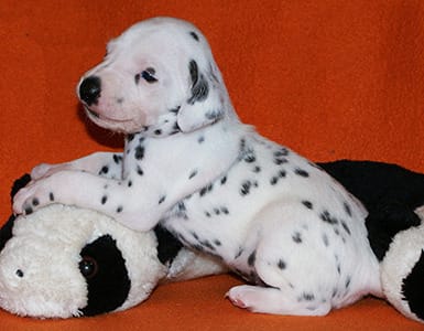  regalo cuccioli di dalmata disponibili per l'adozione