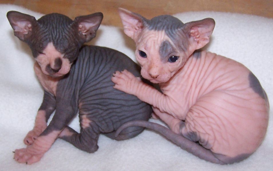 Gattini Sphinx carino bella loof