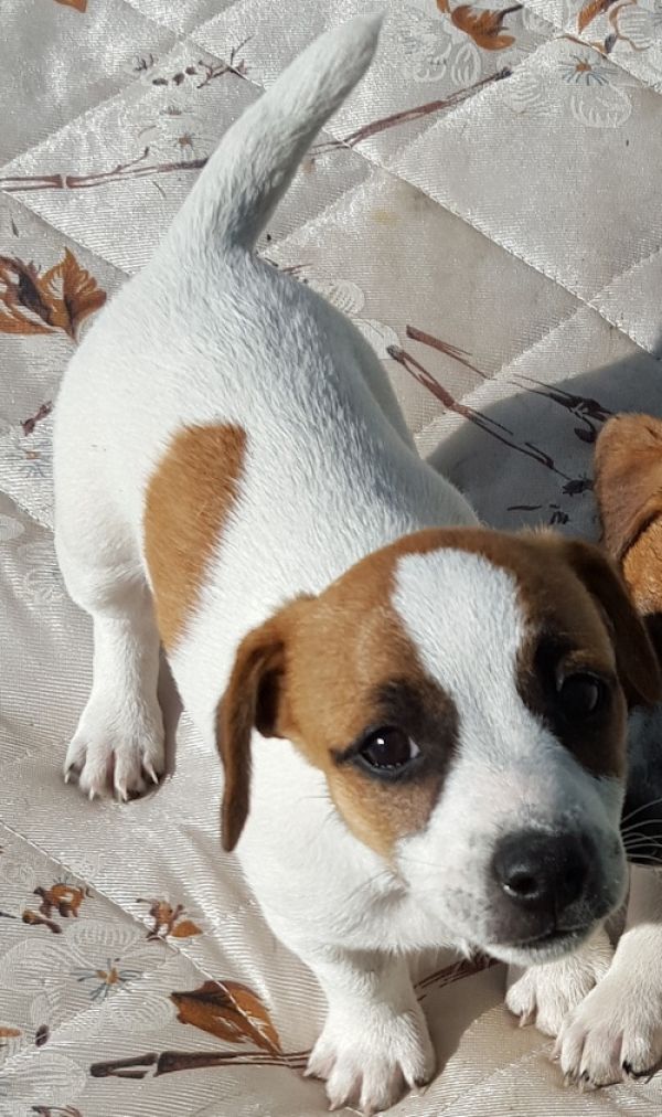  regalo cuccioli di jack russell terrier disponibili per l'adozione