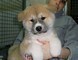 Disponibili cuccioli di Akita Inu Maschietti e Femminucce  disponibili cuccioli di Akita Inu Maschie