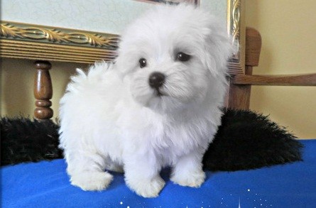 Maltese