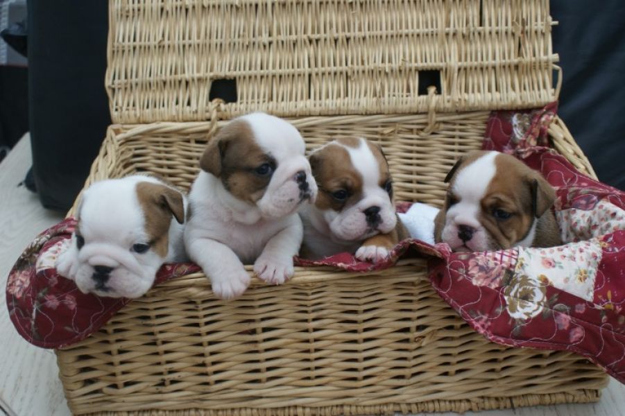 Regalo Bulldog inglese cuccioli disponibili