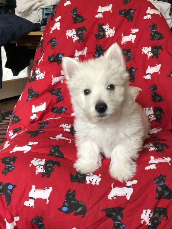 Regalo adorabili cuccioli  West highland terrier bianco  femminucce e maschietti gratuita 