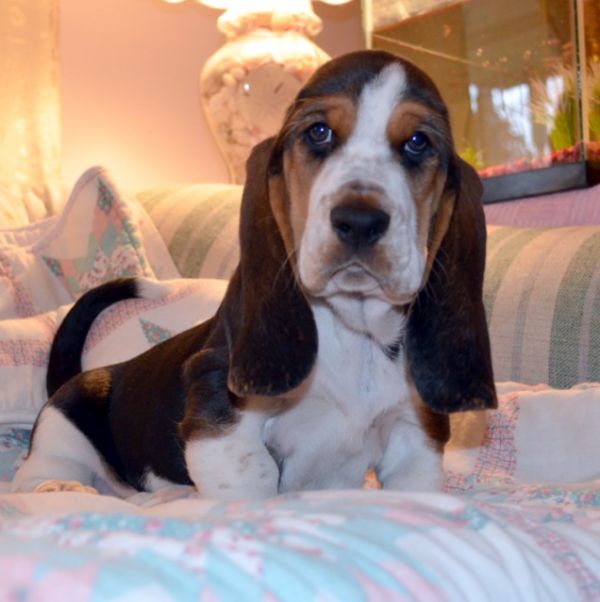 REGALO BELLO Basset Hound CUCCIOLI MASCHI E FEMMINE