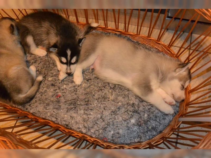 Regalo siberian husky con pedigree