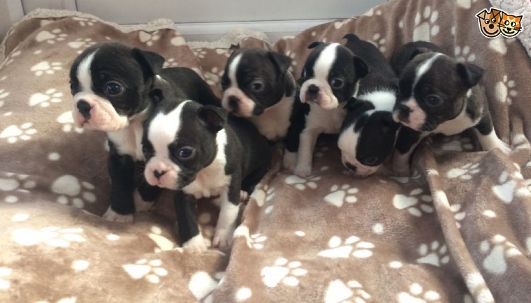 REGALO Cuccioli Boston terrier