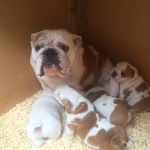 Regalo Bulldog inglese cuccioli disponibili