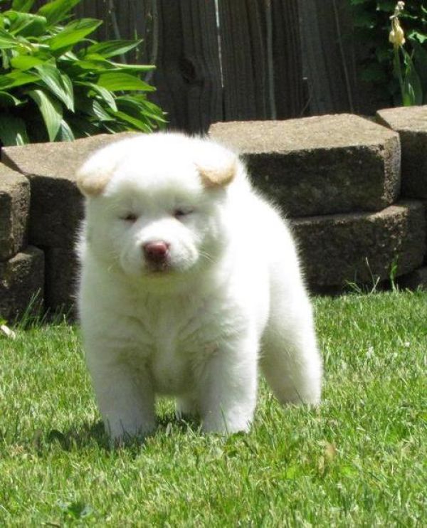 Regalo akita inu