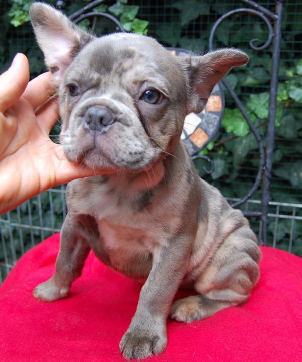 Cuccioli di razza bulldog francese per adozione 
